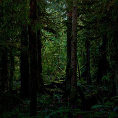 Dark Jungle