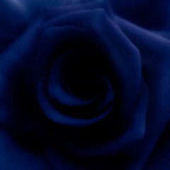 Blue Rose