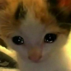 ARE HI |Fairose Nawar |