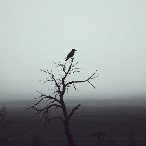 When the Crows Return