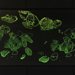 Dance of the Ghost Fungus