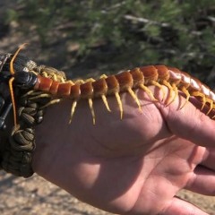 Social Centipede