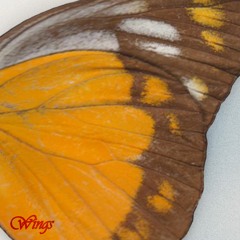 Wings
