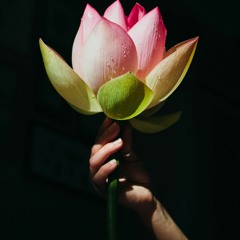 Compassionate Self Accompaniment Lotus In The Heart Meditation