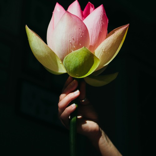 Compassionate Self Accompaniment Lotus In The Heart Meditation