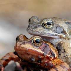 Common Frog Jam