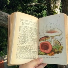 𝔇𝔢𝔳𝔦𝔩 𝔗𝔬𝔴𝔫 ||: 𝕾𝖑𝖔𝖜𝖊𝖉 : 𝕽𝖊𝖛𝖊𝖗𝖇