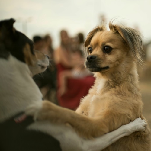 coexist in love and peace - feel the heart and not the hate - Andiji - Andi Rietschel