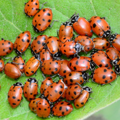 i hate eating ladybugs
