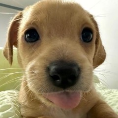 10 MINUTIN DE MAROLINHA ==  BEAT BOREL ( ( PROD.DJ FORTIN ) ) R1 R2