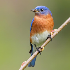 Bluebird Waltz (for mom)