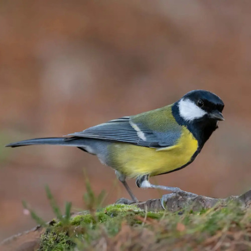 Sub-singing Great Tit