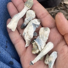 Mushrooms 🍄