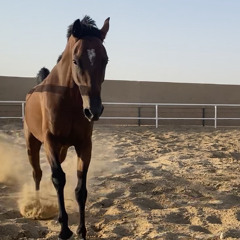 اسعد البطحري  ~ مزون