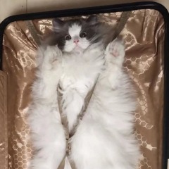 Naiilang (Le John) [Draft cover with cough]