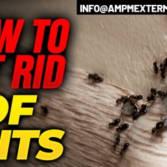 Can pest control get rid of Sugar Ants