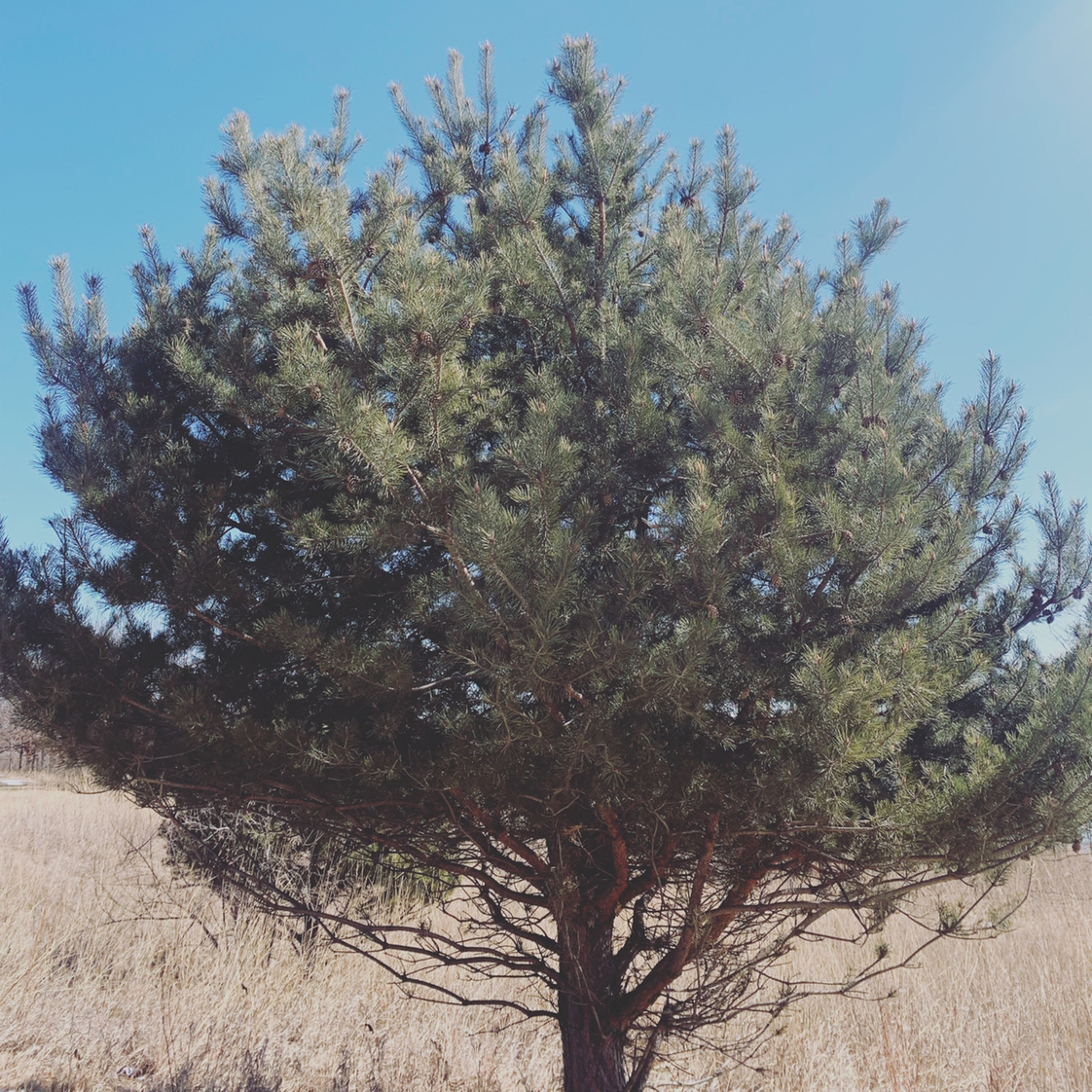 The Taproot Doula Project