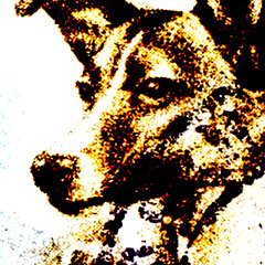 Laika