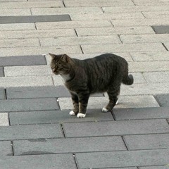 THE DJ CUTIE DEMO TAPE; Book 1(1).m4a