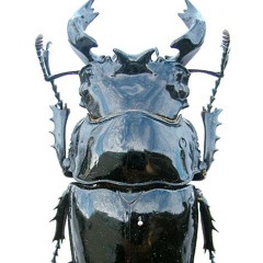 Tarandus