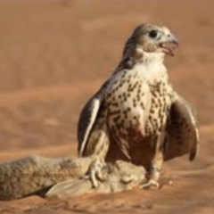 ‎⁨قصيدة حامد الحبيني بصوت مشعل الحبيني⁩