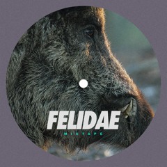 FELIDAE @ Mixtape SEP 2023 (Berlin)