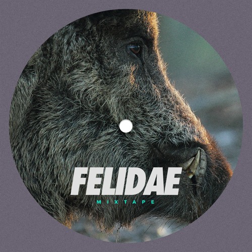 FELIDAE @ Mixtape SEP 2023 (Berlin)