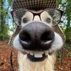 Who's That Girl x Levels