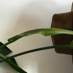 Zen Doctor - House Plant Mix Series - Vol 8