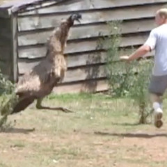 Big Bird