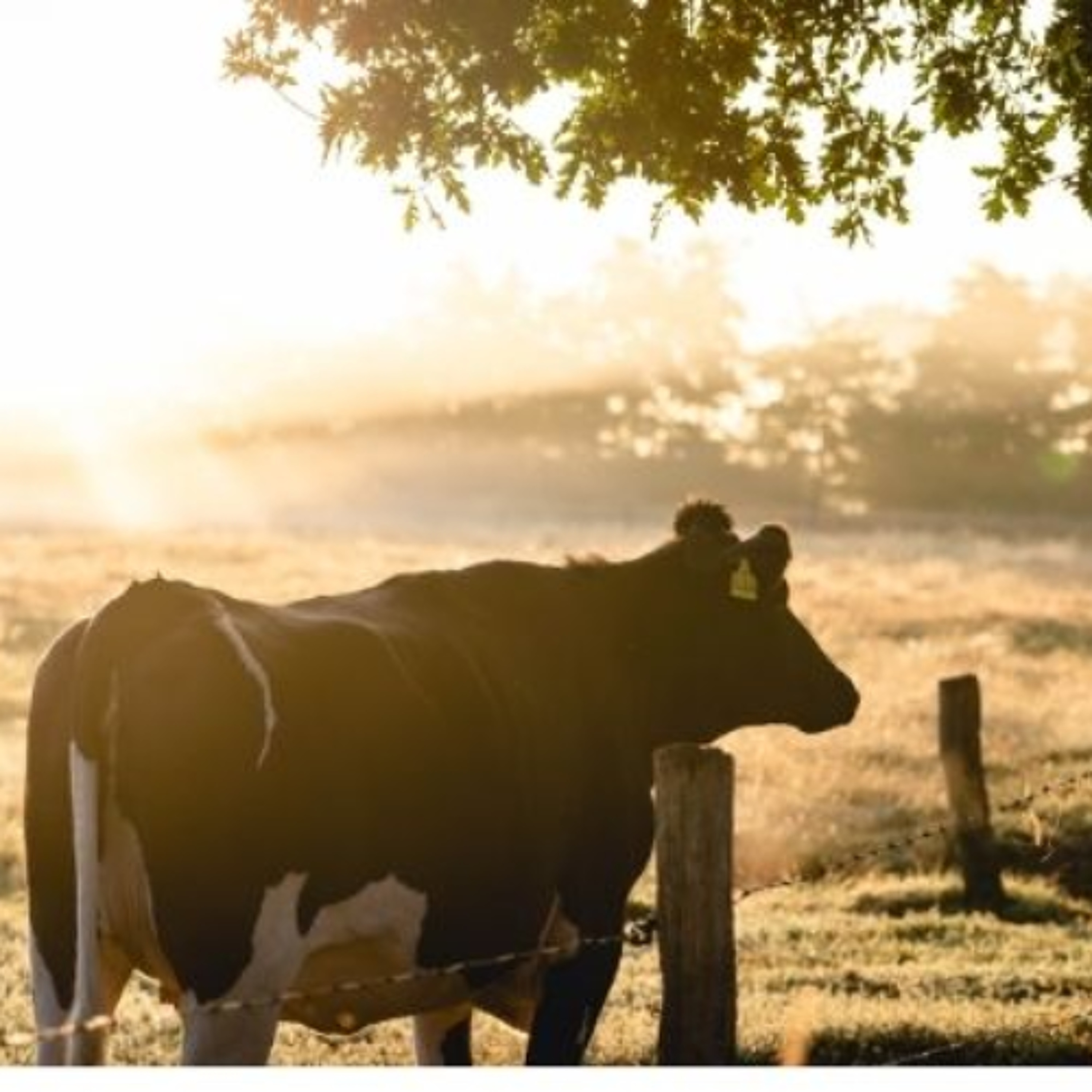 EU Countries Approve EU-Mercosur Deal