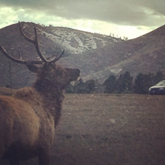 люблю тебя (mylancore)