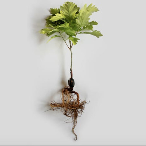 BLAIKIE ODONTIASIS NOVEMBER 2025