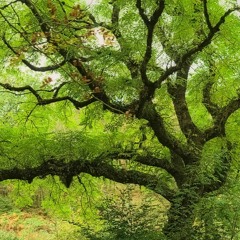 Green Ash
