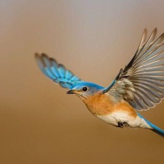 لولا الرب الذي لنا عندما قام الناس علينا- صلاة نبوية دكتور ثروت ماهر - خدمة السماء على الأرض - مصر