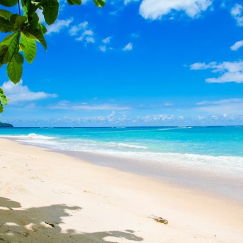 Arbres, background stock DOWNLOAD