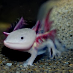 Jamuary 16 23 - Axolotl