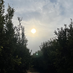 تحبّني لكن عزومك تردّت - محمد بن فطيس