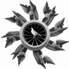 pigeons in turbines