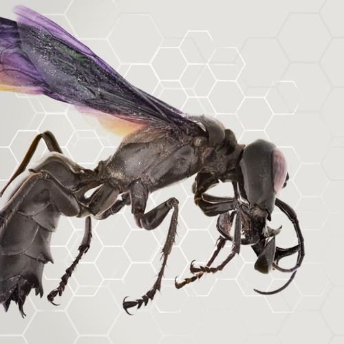 DJ Buzz Fuzz - 3 The Hard Way (D-Dr!ve Remix)