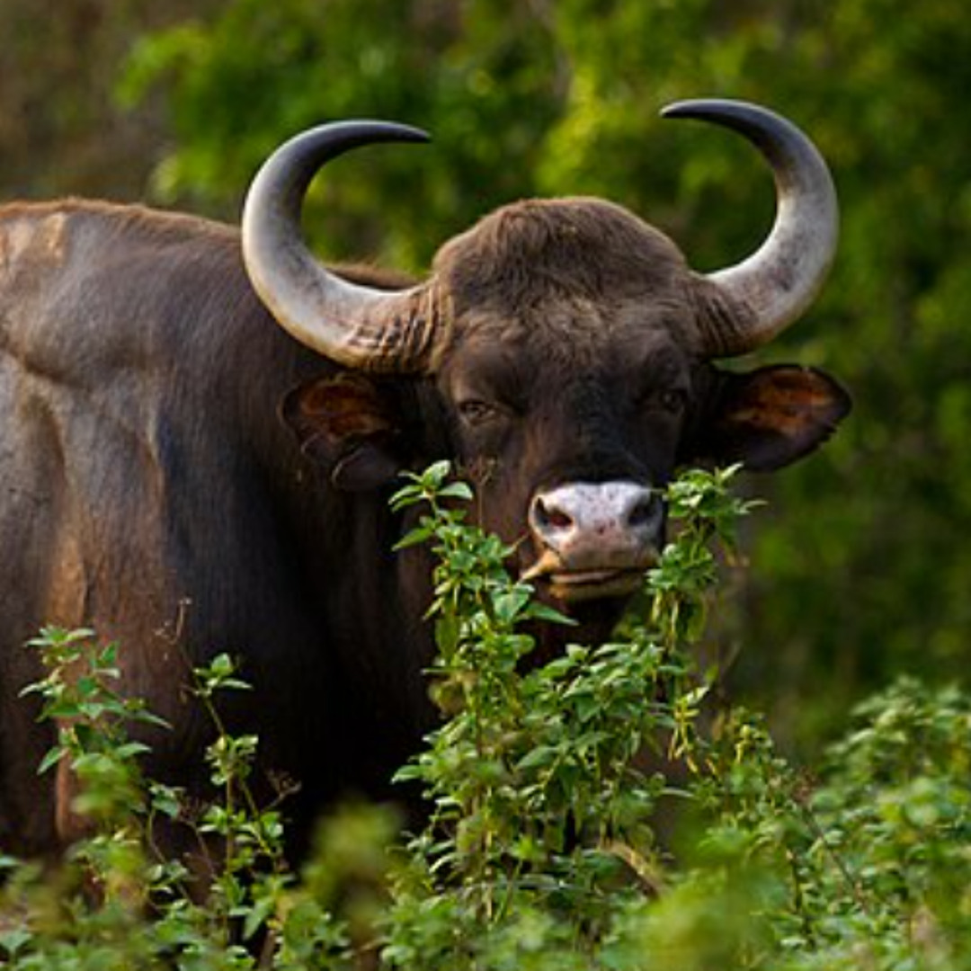The Bison Song Sung by Basamma Basamma, Erakanagadde Podu