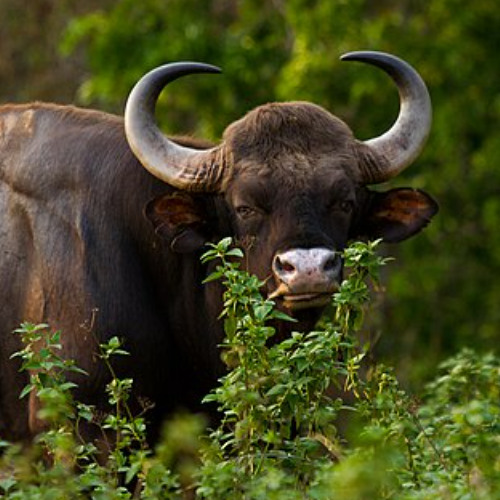 The Bison Song Sung by Basamma Basamma, Erakanagadde Podu