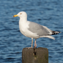 Herring Gull of Miavaig