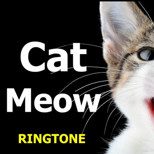 Stream Cat Meow Ringtone Funny Animal Rngtones With Download by allcastcoUK  | Listen online for free on SoundCloud