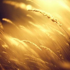 Grains