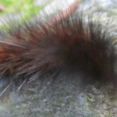 Mole plays "Black Forest"
