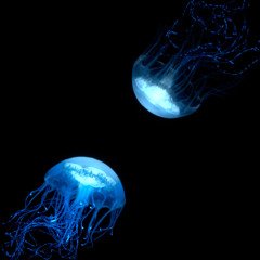 jellyfish (piano only)