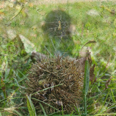 chestnuts hiding in the grass