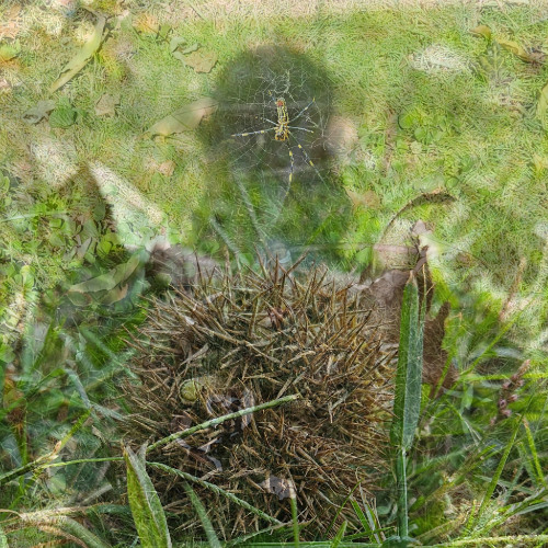 chestnuts hiding in the grass