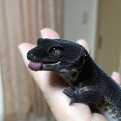 ralala nianiania